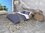 Bodenfliese Absolut Santorini 60,8x60,8 cm